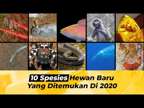 Video: Spesies Hewan Baru Apa Yang Mungkin Muncul Di Masa Depan Yang Jauh? - Pandangan Alternatif