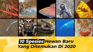 10 SPESIES HEWAN BARU YANG DITEMUKAN DI 2020,