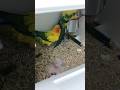 انتاج صن كنيور #bird #parrot #parrottalking