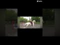 TYSM FOR 300 SUBS!! ❤️❤️ also don’t mind the bad quality 👀 #horse #equestrian #harlowlunawhite