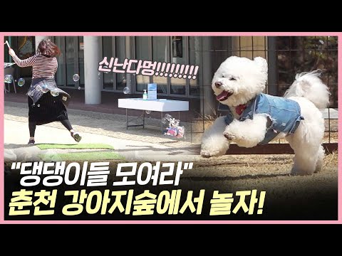 "Gather 'round, dogs!" Let's play at Chuncheon Dog Forest!