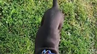 Lar - Amstaff Puppy First Time Doing Agility Training