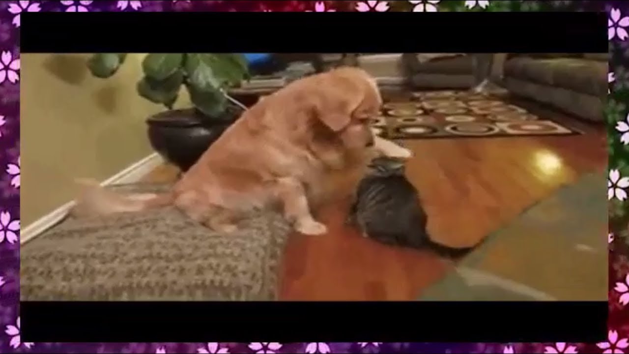癒される犬猫動画 ほっこり する犬と猫の仲良しワンニャン動画まとめ ほっとする癒される動画チャンネル Youtube 癒される犬猫動画 ほっこり する犬と猫の仲良しワンニャン動画まとめ ほっとする癒される動画チャンネル Youtube