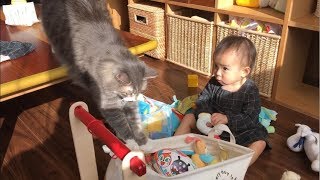 隙を狙ってオモチャ箱を占領する猫 ノルウェージャンフォレストキャットA cat entering the toy box aiming for a chance.  Norwegian.