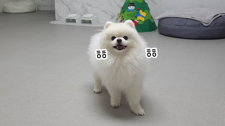 루디가 옭옭 퐁키와 7년을 살더니 드디어 말문 터짐ㅋㅋㅋ 그런데 짖는 소리가 너무 웃기다ㅋㅋㅋ