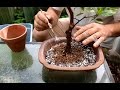 Dwarf Orange Tree Bonsai, Aug 2016