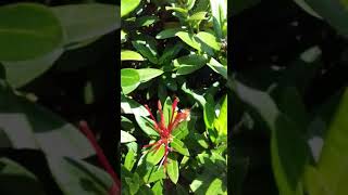 Download Lagu Ulat bulu hisap madu bunga.... MP3