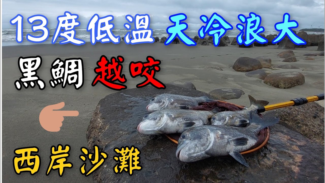 西海岸沙灘，13度低溫黑鯛咬不停，浪越大魚越咬！淺灘磯釣黑鯛