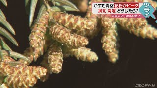 山の斜面から煙のように…花粉は去年の倍以上　悩ましいコロナ対策との両立