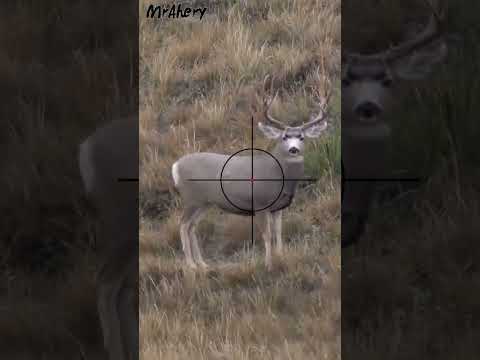 Hunting Swamp Deer | Scope Cam | Sniper Rifle Kill Shot | MrAhery #043