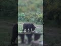 Avistamiento de Oso al borde de la extinción en España