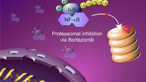 Classical and Alternative NF-kappaB Pathways