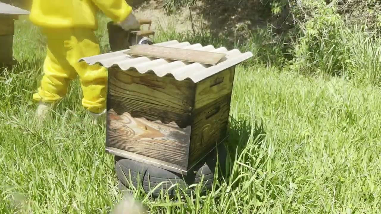 Primeira visita ao apiário em 2026 🐝 Manejo e inspeção das colmeias