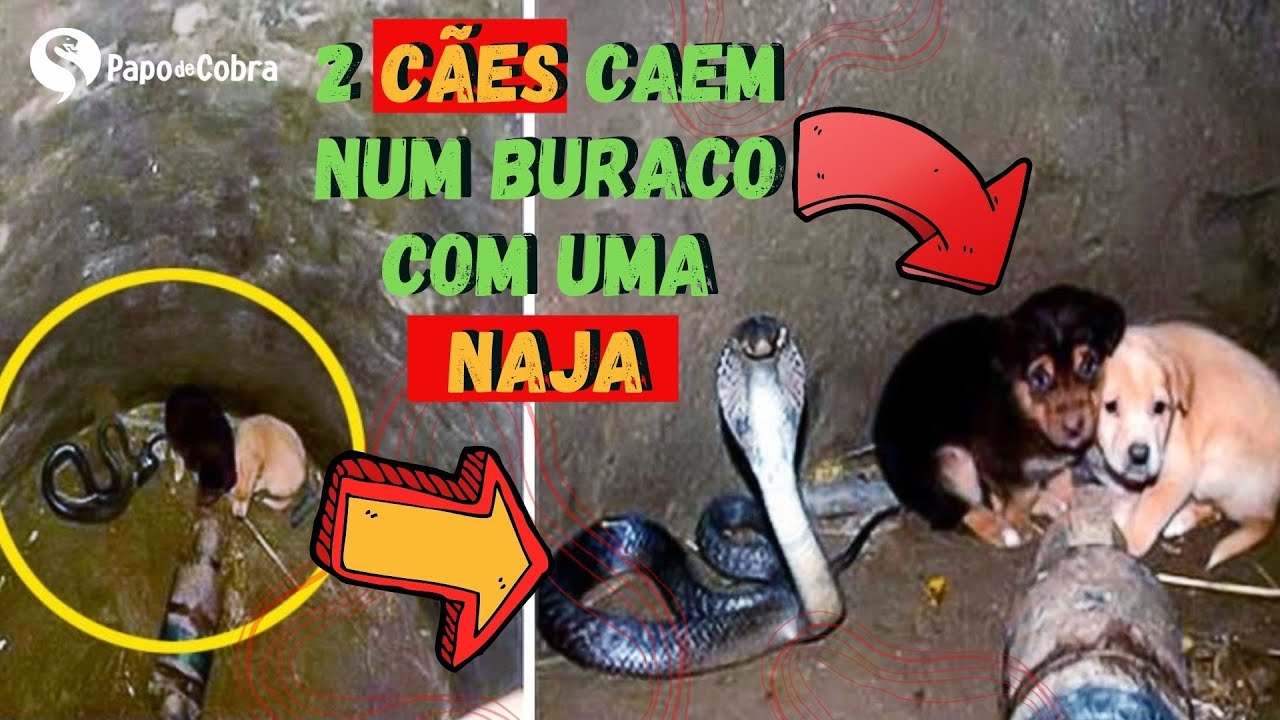 Cobra caninana no Pantanal: veja nossa galeria de fotos