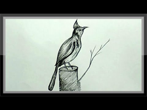Drawing A Beautiful Bird In Hand In Pencils ➤Easy  Shading drawing,  Sketches easy, Pencil drawings easy