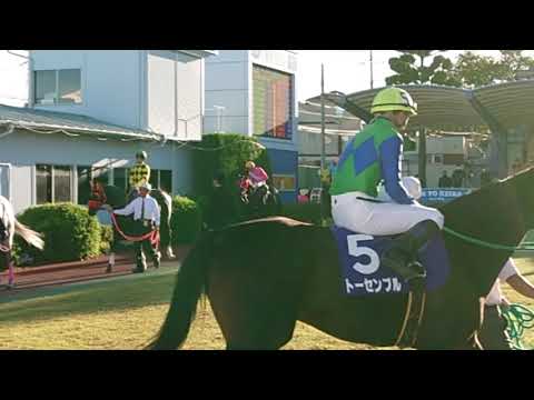 #埼玉新聞栄冠賞  #パドック #騎手 #騎乗  パドック周回動画🐴👍💕 10番  #タービランス 🐴勝利🏅🏆💕 #笹川翼  #おめでとう  🏆🏅💖 #内田利雄騎手  #ミスターピンク