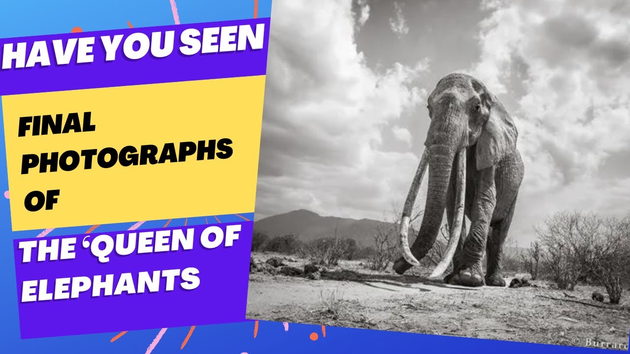 The ‘Queen of Elephants’ is captured in her final photographs by a photographer