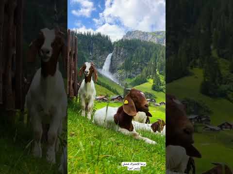 هدوء الطبيعة شلالات رائعة مناظر طبيعية خلابة