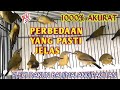 PERBEDAAN PLECI DAKUN JANTAN DAN BETINA || Cara Pilih Pleci Dakun Bali, Malang, Pacitan Bahan Jantan