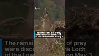 Police say no criminality after death of YouTube star osprey &#39;Laddie&#39; #news #stvnews #nature #birds