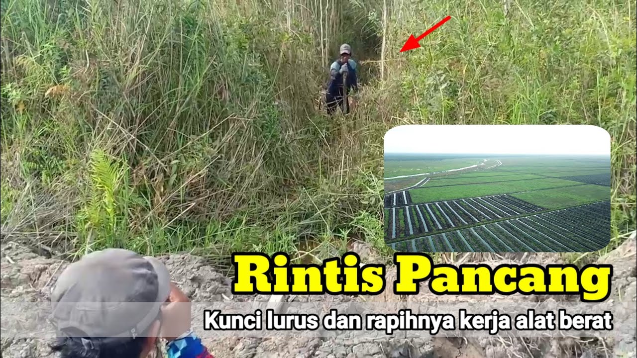 Kegiatan Rintis Pancang kunci rapihnya kerja alat berat || Pembukaan lahan (LC) lokasi rawa
