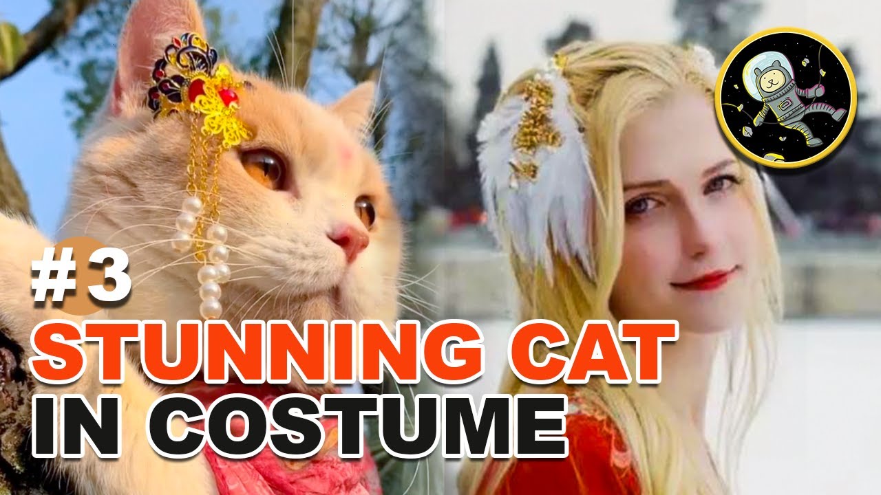 BEST TIK TOK | Fun Animals | Beautiful Cats (meme 2020) 