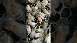 Week 6 Hive Check, Part 1