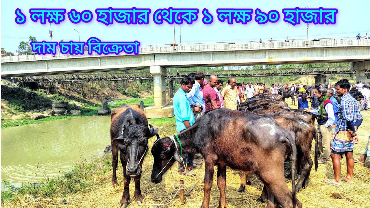 ১ লক্ষ ৬০ হাজার থেকে ১ লক্ষ ৯০ হাজার টাকা জোড়া মহিষ | buffalo market in kaharol 