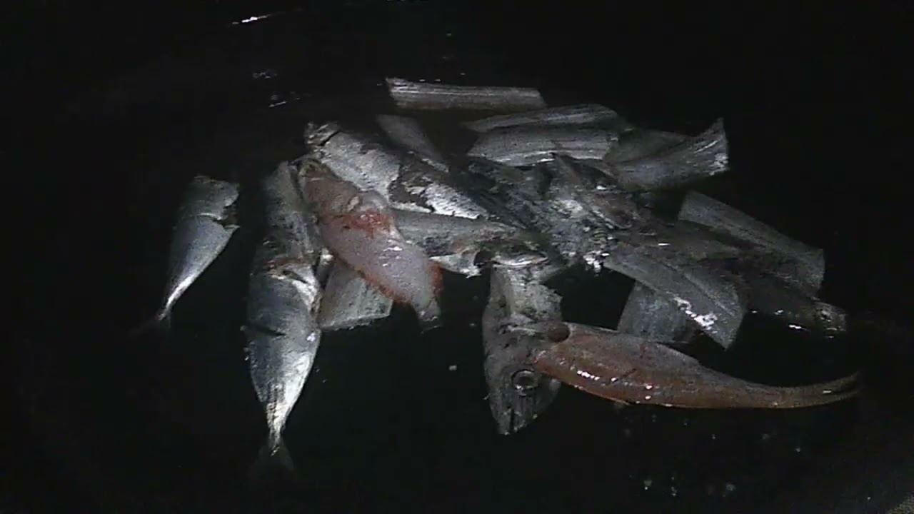 preto Tayo Ng isda 