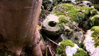 Calabrez remains in pink cave surroundings.wmv