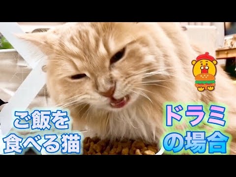 ご飯を食べる猫 ドラミの場合 Cat Eating Food In The Case Of Dorami ドラミントチャンネル 第175話 Youtube