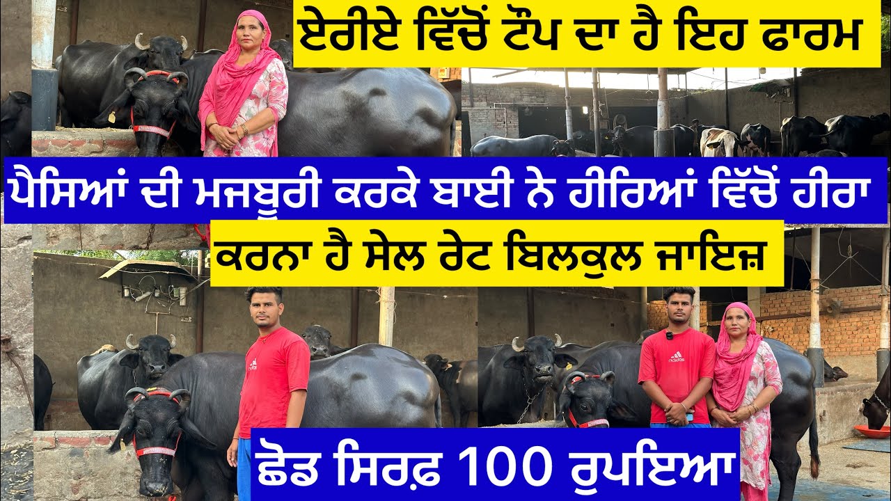 ਏਰੀਏ ਵਿੱਚੋਂ ਟੌਪ ਦਾ ਹੈ ਇਹ ਫਾਰਮ ਪੈਸਿਆਂ ਦੀ ਮਜਬੂਰੀ ਕਰਕੇ ਬਾਈ ਨੇ ਹੀਰਿਆਂ ਵਿੱਚੋਂ 1 ਹੀਰਾ ਕਰਨਾ ਹੈ ਸੇਲ ਛੋਡ 100…