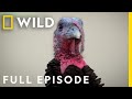 Feral Turkeys, Mightly Blue Whales, and Stealthy Bobcats (Full Episode) | United States of Animals