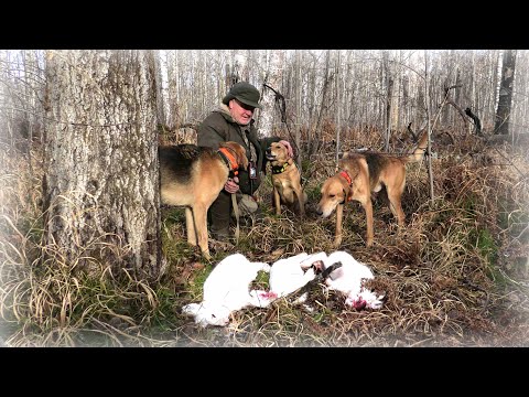 Почему из всех на свете гончих мы выбрали именно Русских гончих!