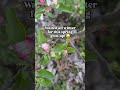 Spring sure knows how to enter the stage ✨️🌸🍎 #AppleBlossom #Blossoms #Spring #AppleTree #Orchard