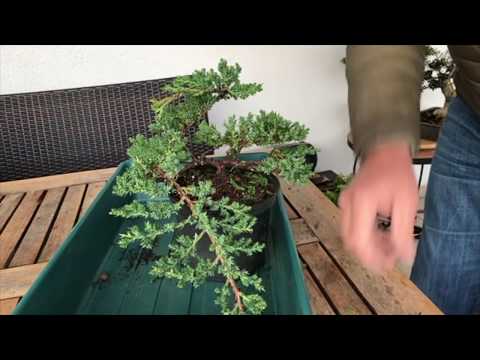 Video: Hvordan beskjærer du en cupressus macrocarpa?