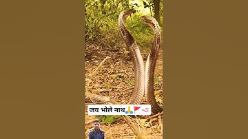 क्या आप ने जंगल में कभी नाग नागिन का ऐसा अनोखा  दृश्य देखा है #snake #wildlife short video #reptiles