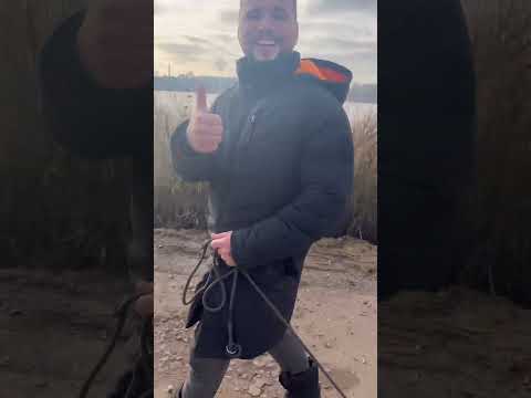 Как научить собаку (щенка) ходить с поводком рядом за 1 минуту. Советы от AlfaBullsKennel