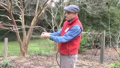 Muscadine grape pruning