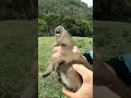 el ruido de un bebé capibara