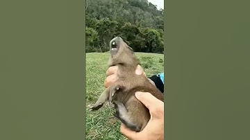 Thumbnail of el ruido de un bebé capibara