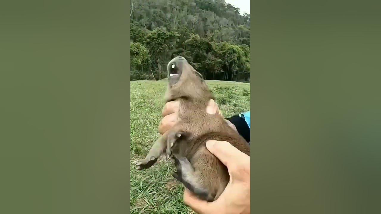 el ruido de un bebé capibara