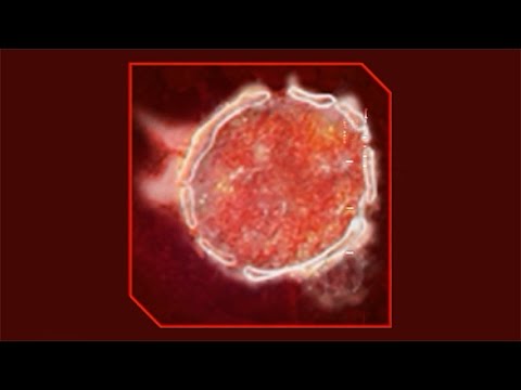 Видео: КУПЛИНАХЪ ► Plague Inc: Evolved #29