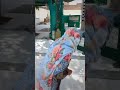 At (بابا نولکھا ہزاری) Baba Nolakha Hazari's Shrine.