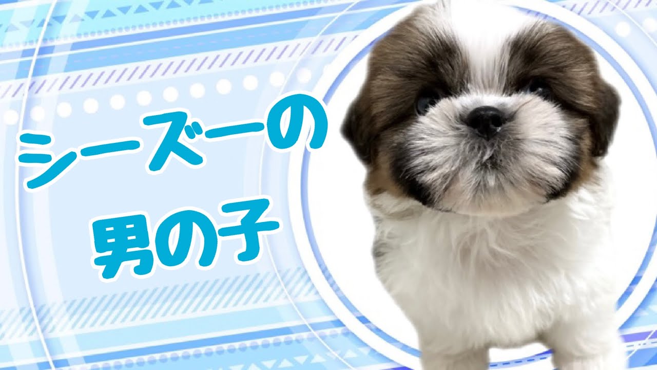 シーズー【大阪府・男の子・2025年7月27日生まれ】 - ペットステーション