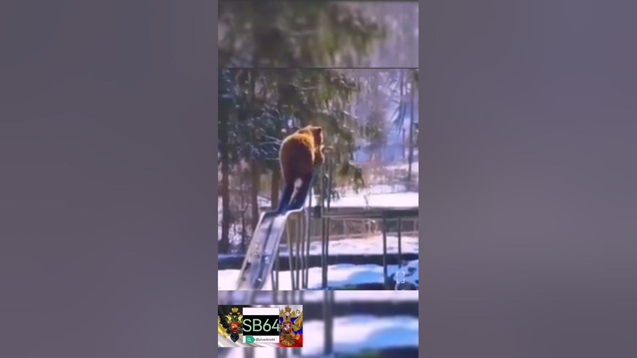 Медведь катается с горки - YouTube