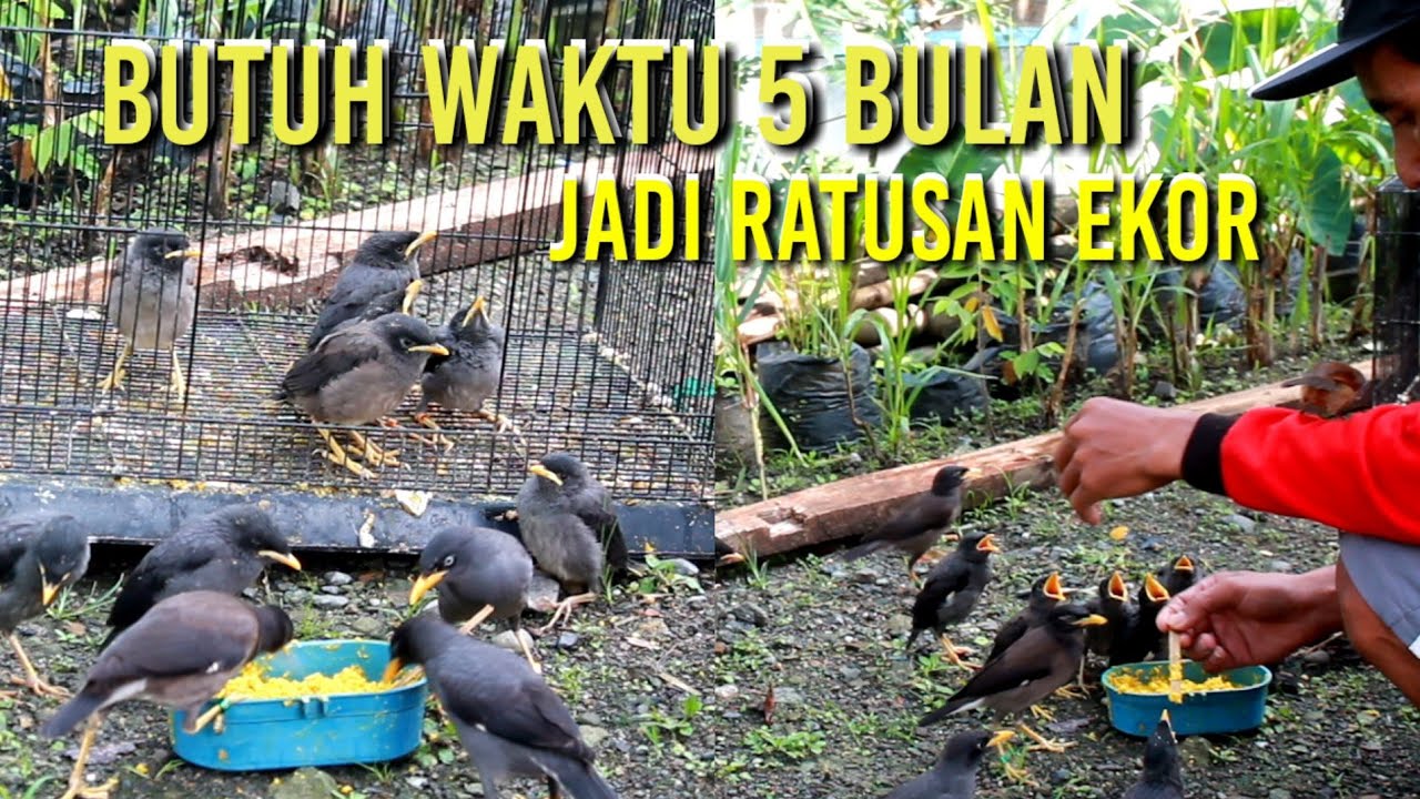 berjuang dengan 2 burung jalak. sekarang sudah banyak dan jinak