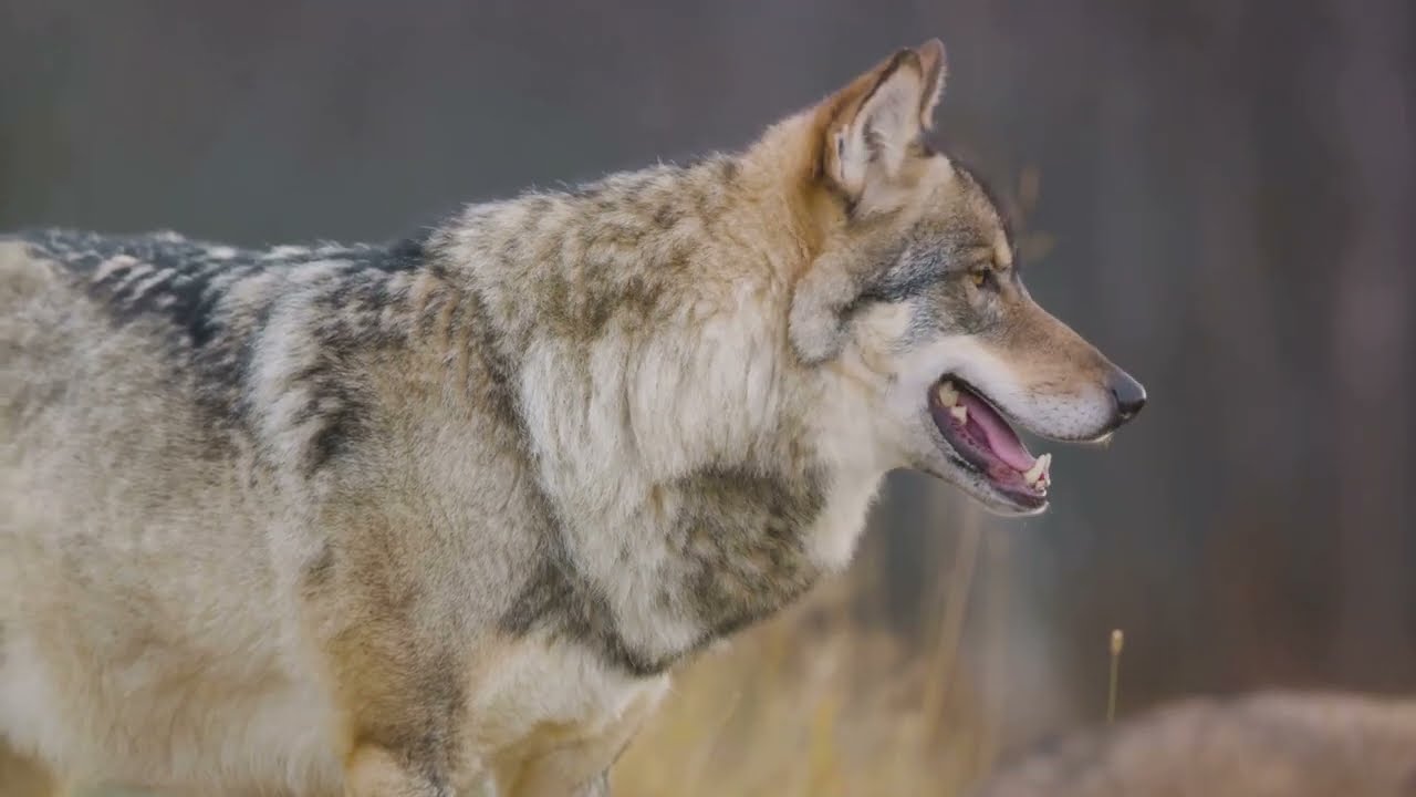 Wolves Unleashed  A Wild Journey