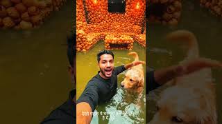 देखो गाइस ये पूरा घर पानी पूरी का है #ai #parrot #tareding #tarndeng #varel #motivation #ट्रेडिंग
