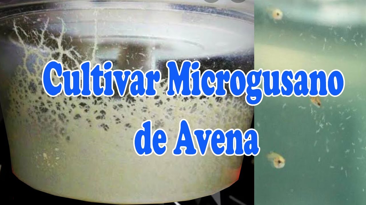 Como cultivar microgusano de avena ( PANAGRELLUS REDIVIVUS)